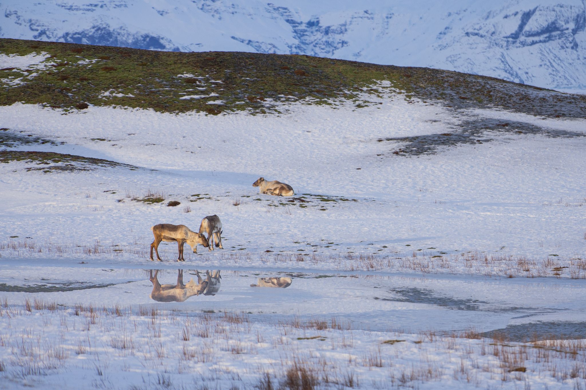 Iceland 6